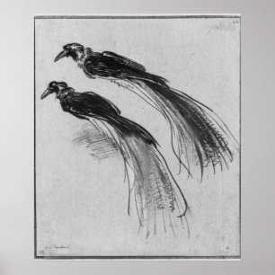 Vögel Poster