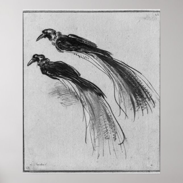 Vögel Poster (Vorne)