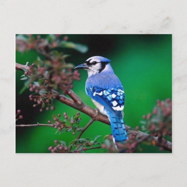 Vogel Postkarte (Vorderseite)