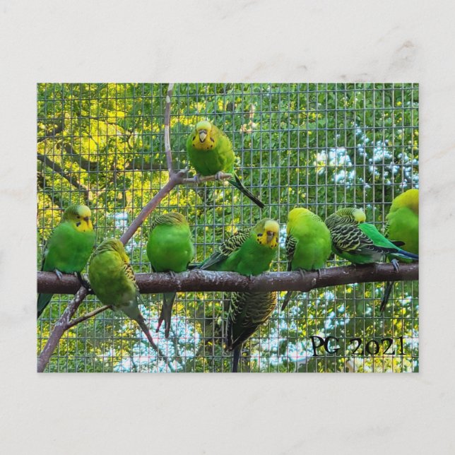 Vögel Postkarte (Vorderseite)