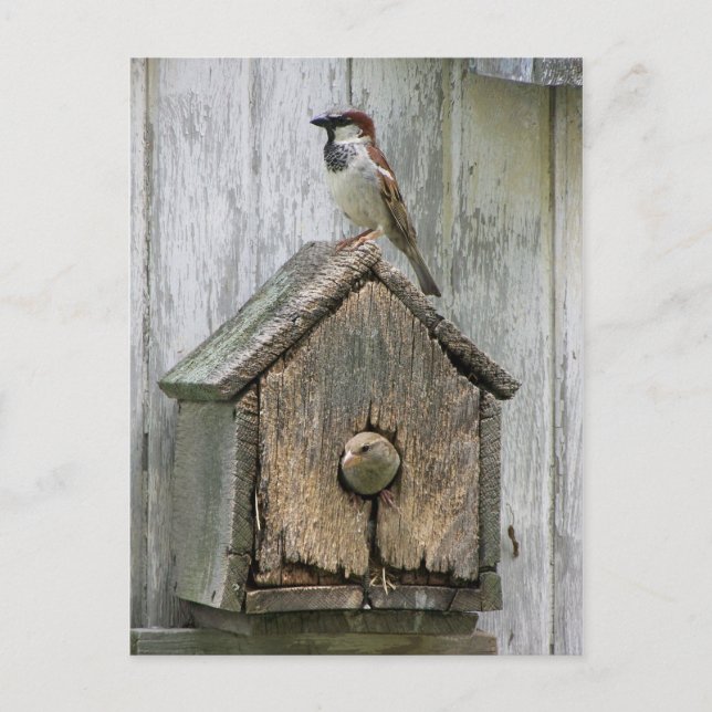 Vögel Postkarte (Vorderseite)