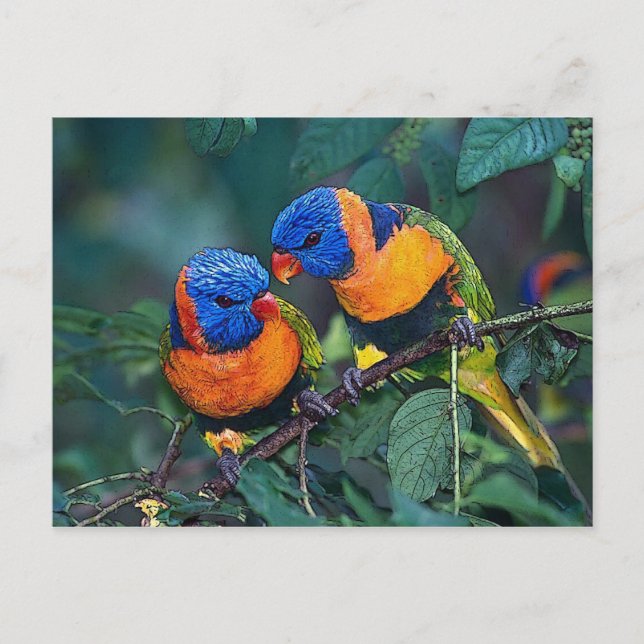 Vögel Postkarte (Vorderseite)