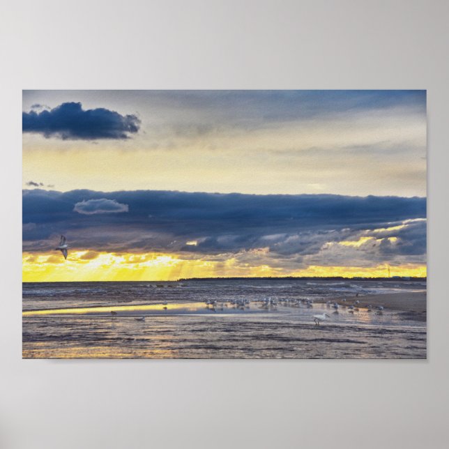 Vögel sammeln sich am Strand von Florida bei Sonne Poster (Vorne)