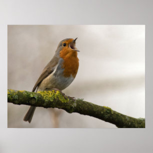 Vögel sind die einzigen Tiere mit Federn 3 Poster