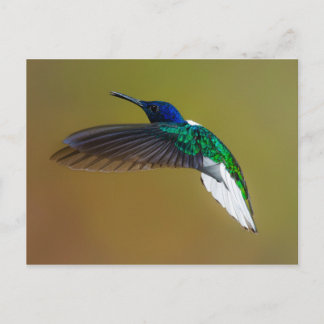 Vögel sind die einzigen Tiere mit Federn 4 Postkarte