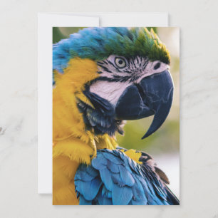 Vögel sind die einzigen Tiere mit Federn 8 Einladung