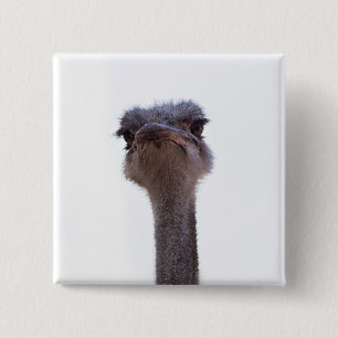 Vogel Strauß Button