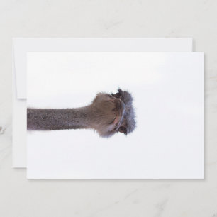Vogel Strauß Einladung