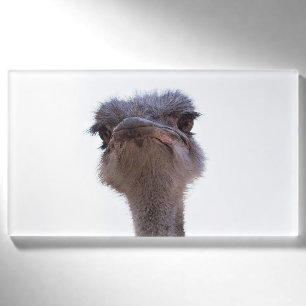 Vogel Strauß Namenschild