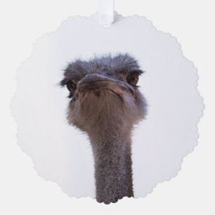 Vogel Strauß Ornament Karte