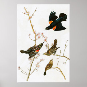 Vögel Sumpf-Amsel-Johns Audubon von Amerika Poster
