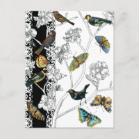 Vögel und Schmetterlinge im schwarz-weißen Hinterg