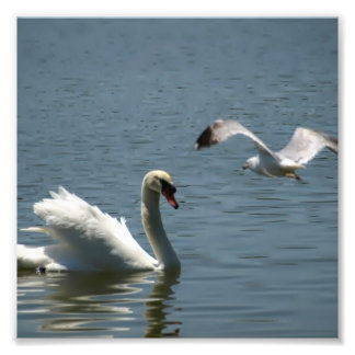 Vogel und Schwan spielen Fotodruck