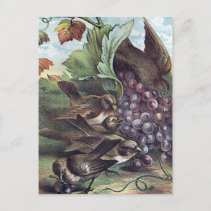 Vögel und Trauben Viktorianische Illustration Postkarte