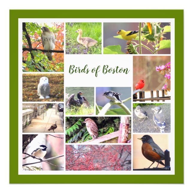 Vögel von Boston FotoCollage Fotodruck (Vorne)