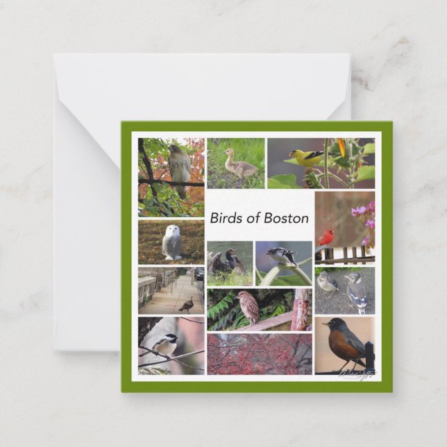 Vögel von Boston FotoCollage Mitteilungskarte (Vorderseite)
