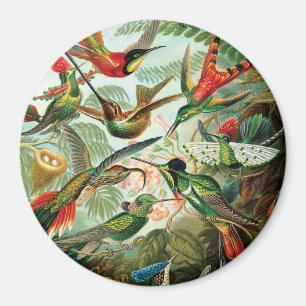 Vögel von Ernst Haeckel Magnet