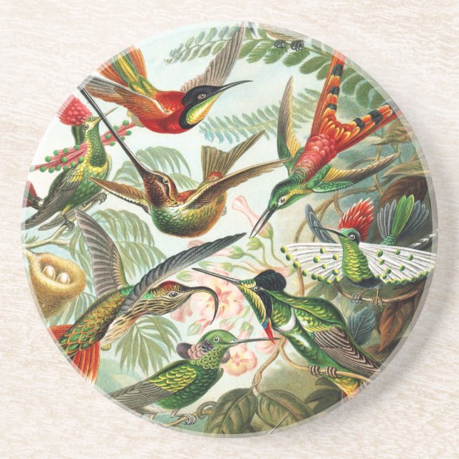 Vögel von Ernst Haeckel Sandstein Untersetzer (Vorne)