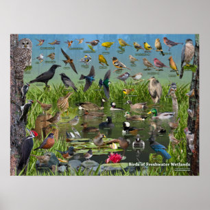 Vögel von Feuchtgebieten in Süßwasser Poster