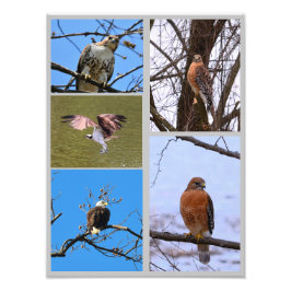 Vögel von Greifvögeln - Collage des Fotos Fotodruck