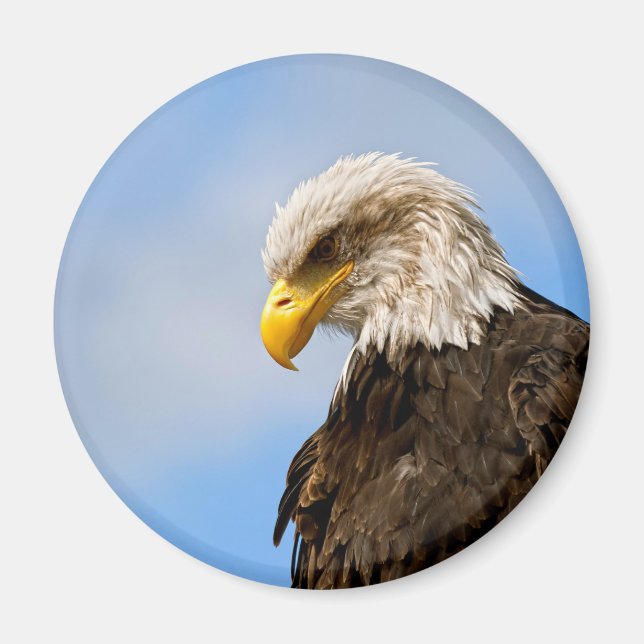 Vogel von Pray Bald Eagle Magnet (Vorne)