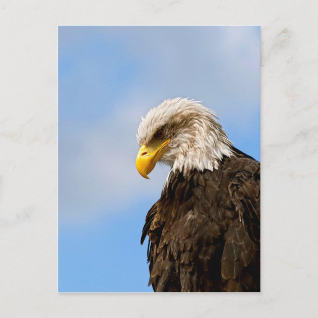 Vogel von Pray Bald Eagle Postkarte (Vorderseite)