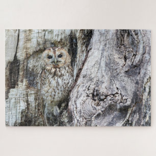 Vogel von Raubvögeln in der Camouflage