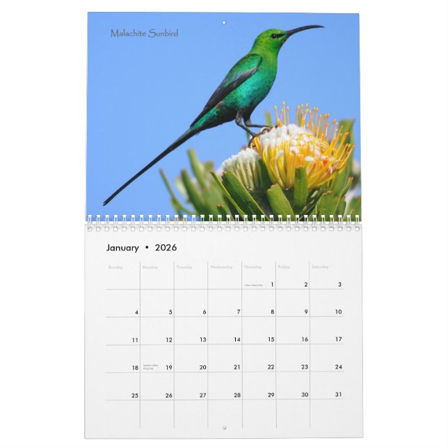 Vögel von Südafrika-Kalender Kalender (Jan 2026)
