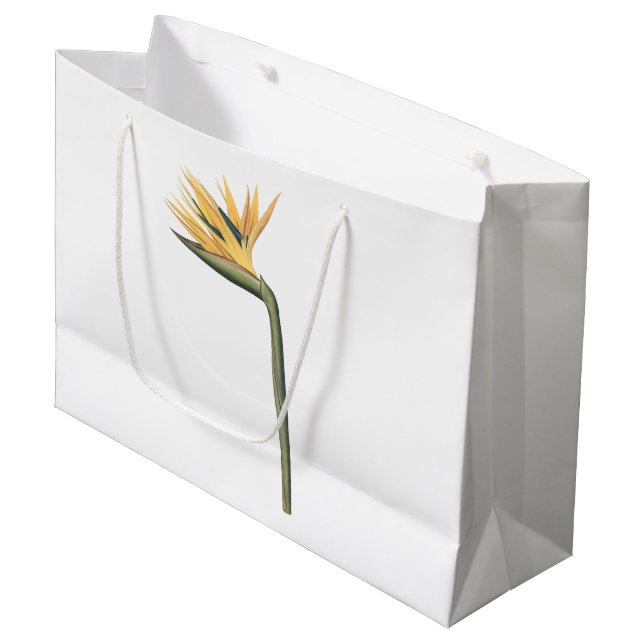 Vogel-vonparadies (Strelitzia reginae) durch Große Geschenktüte (Vorderseite Schrägansicht)