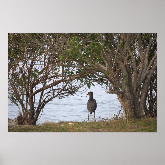 Vogel Wartend Foto Poster (Vorne)
