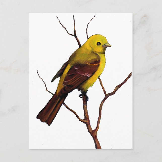 Vögel: Western Tanager: Originalität Postkarte (Vorderseite)
