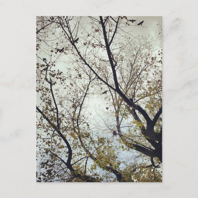 Vögel zwischen Bäumen Postkarte (Vorderseite)