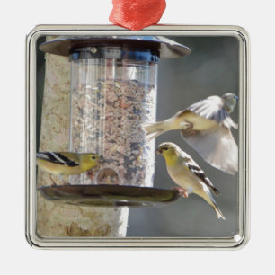 Vogelamerikanische Goldfinch-Natur Ornament Aus Metall