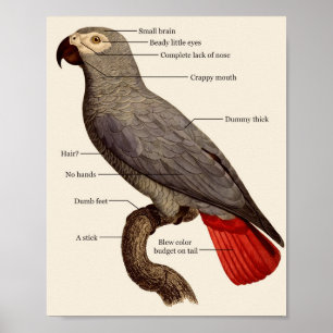 Vogelanatomie Poster