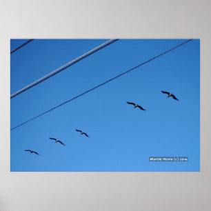 Vogelart Poster
