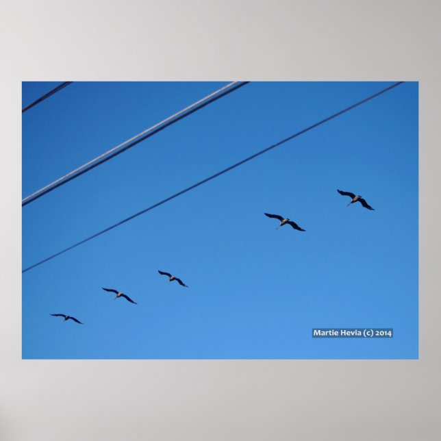 Vogelart Poster (Vorne)