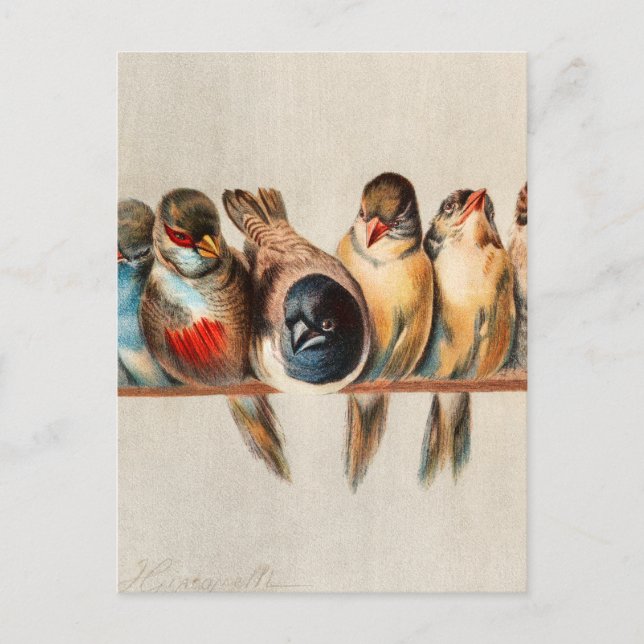 Vogelart und Taube Postkarte (Vorderseite)