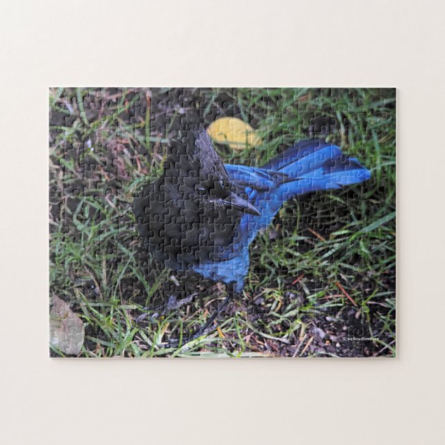 Vogelaugen-Ansicht eines Steller-Jay auf dem Rasen (Horizontal)