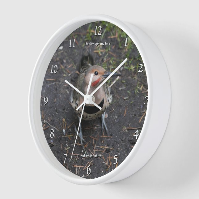 Vogelaugensicht auf den Nordflackerspecht Uhr (Winkel)