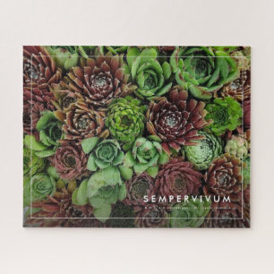 Vogelaugensicht von Sempervivum-Pflanze