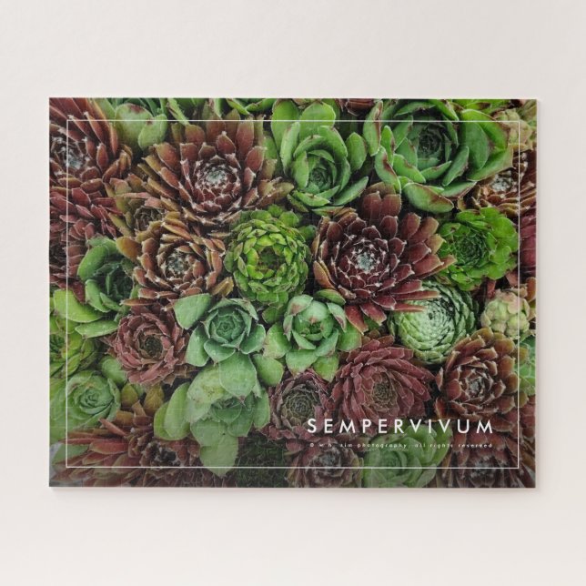Vogelaugensicht von Sempervivum-Pflanze (Horizontal)