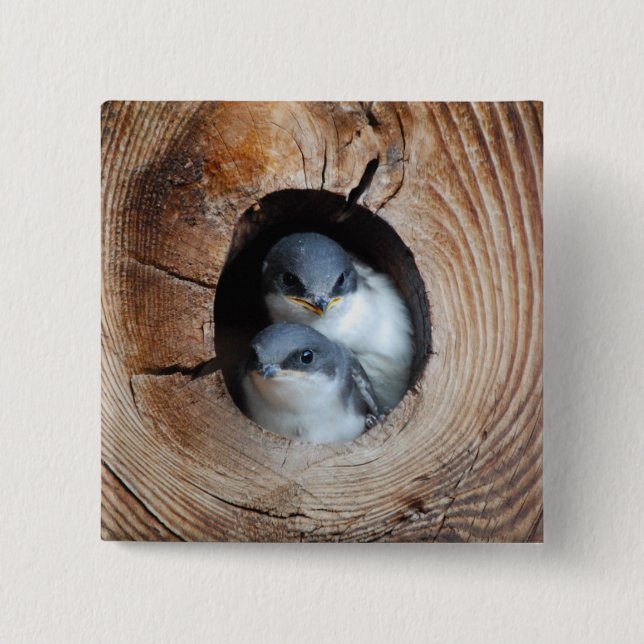 Vogelbabys Button (Vorderseite)