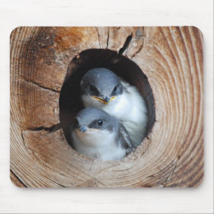 Vogelbabys Mousepad