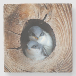 Vogelbabys Steinuntersetzer