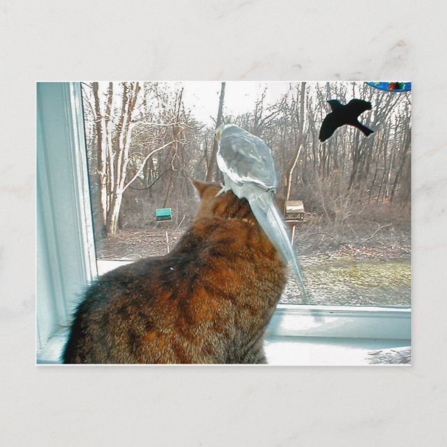 Vogelbeobachtung Postkarte (Vorderseite)