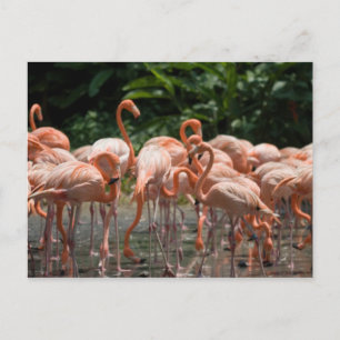 Vogelbeobachtung Postkarte