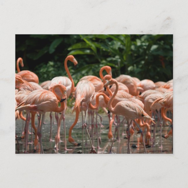 Vogelbeobachtung Postkarte (Vorderseite)