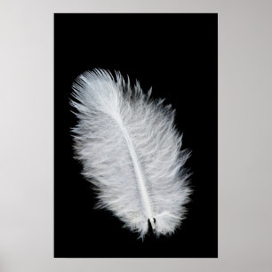 Vogelfeder Poster