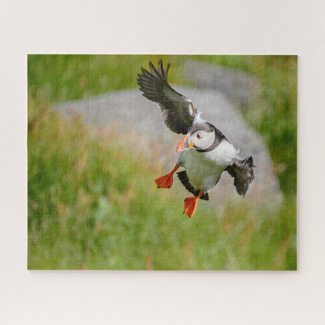 Vogelfliegen des atlantischen Papageientauchers (Horizontal)