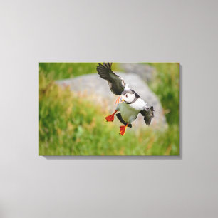Vogelfliegen-Leinwanddruck des atlantischen Puffin Leinwanddruck